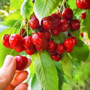 Cherry