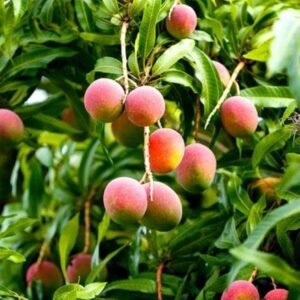 Chandan Khosha Mango