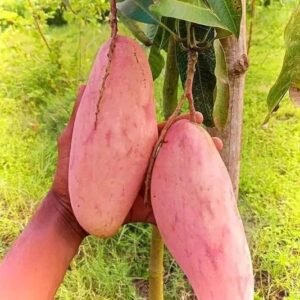 Changemy Mango