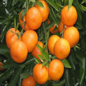 Chhatuki Orange Plant