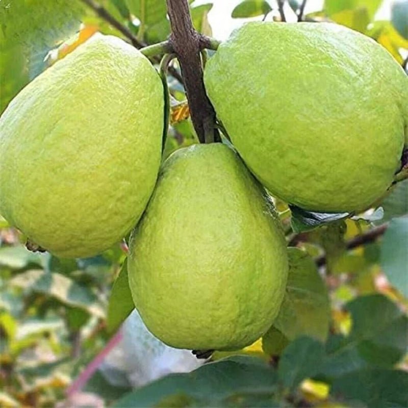 China Guava