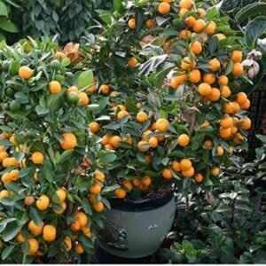 China Orange