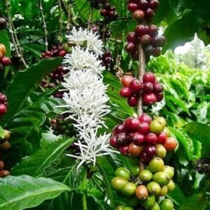Coffee Plant