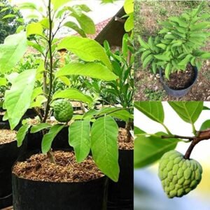 Custard Apple Plant