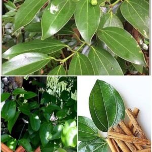 Dal Chini Plant