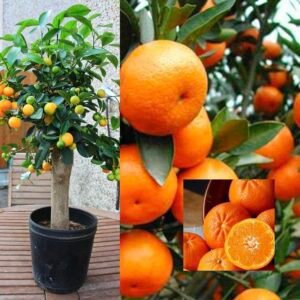 Darjeeling Joint Orange