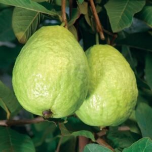 Ghoti Guava Plant