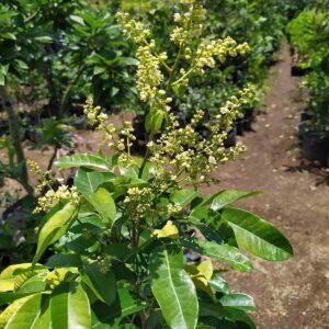 Sixia longon fruit