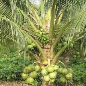 Vietnam coconut