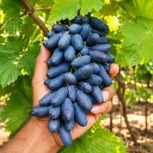 Bycunur grapes