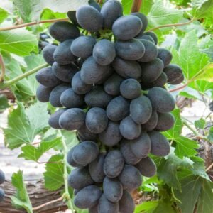 Joy seedless grapes