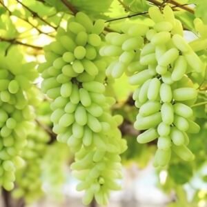 Green Long Grapes