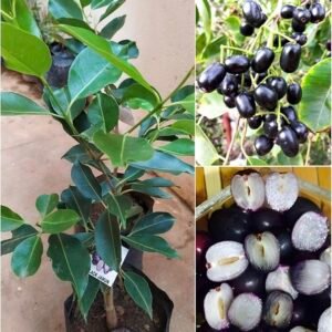 Thai king seedless Jamun